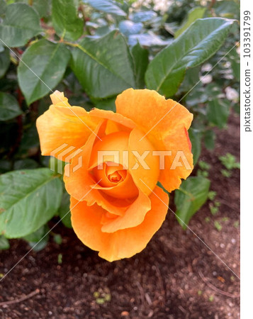 orange roses in the blue sky 103391799