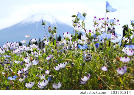 Nemophila和富士山 Nemophila和富士山 103391814