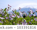 Nemophila and Mt. Fuji 103391816