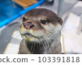Otter 103391818