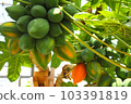 Mango tree 103391819