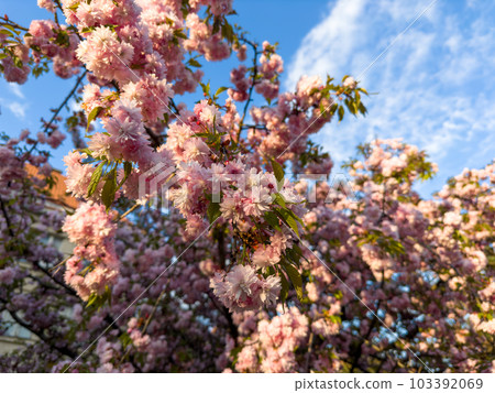 Blossoming sakura pink cherry tree against blue sky in golden time 103392069