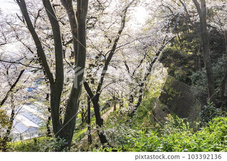 Hiyoshi no Oka Park 103392136