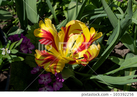 Spring flowers. Tulips parrot Flemish parrot Golden 103392256