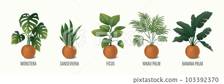 Vector House Plant in Pot Icon Set - Monstera, Sansevieria, Banana Palm, Ficus, Rhopalostylis, Nikau Palm in Pots Isolated on White. Houseplants Collection, Interior Plants. Vector Illustration Vector House Plant in Pot Icon Set - Monstera, Sansevieria, Banana Palm, Ficus, Rhopalostylis, Nikau Palm in Pots Isolated on White. Houseplants Collection, Interior Plants. Vector Illustration 103392370