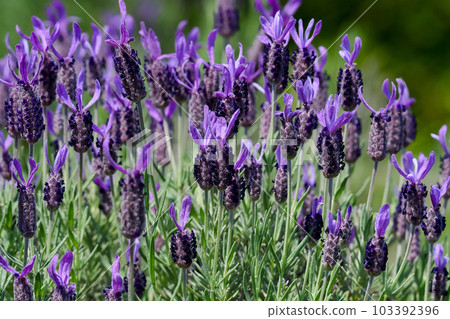  法國薰衣草 103392396