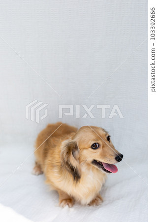 Adult Kaninchen Dachshund 103392666