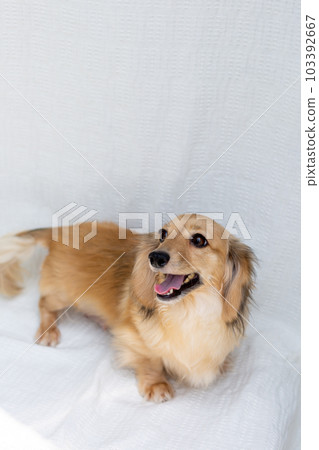 Adult Kaninchen Dachshund 103392667