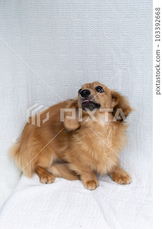 Adult Kaninchen Dachshund 103392668