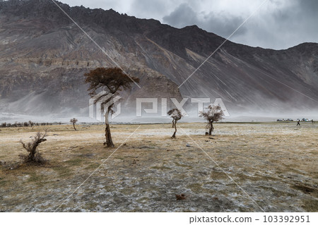 a tree in the middle of the desert,Hunder Sand Dunes of Nubra Valley in Leh Ladakh, India, a tree in the middle of the desert,Hunder Sand Dunes of Nubra Valley in Leh Ladakh, India, 103392951