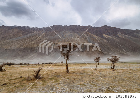 a tree in the middle of the desert,Hunder Sand Dunes of Nubra Valley in Leh Ladakh, India, a tree in the middle of the desert,Hunder Sand Dunes of Nubra Valley in Leh Ladakh, India, 103392953