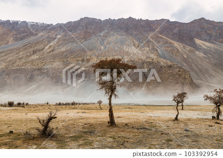 a tree in the middle of the desert,Hunder Sand Dunes of Nubra Valley in Leh Ladakh, India, a tree in the middle of the desert,Hunder Sand Dunes of Nubra Valley in Leh Ladakh, India, 103392954