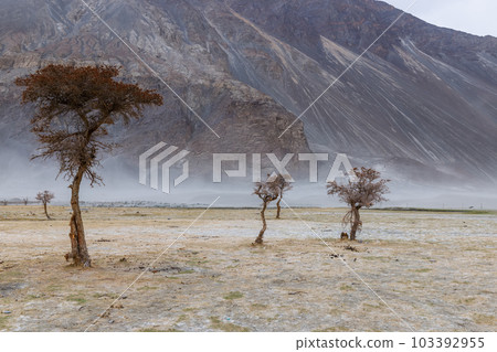 a tree in the middle of the desert,Hunder Sand Dunes of Nubra Valley in Leh Ladakh, India, 103392955