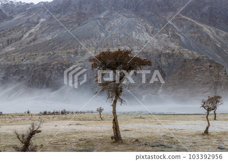 a tree in the middle of the desert,Hunder Sand Dunes of Nubra Valley in Leh Ladakh, India, a tree in the middle of the desert,Hunder Sand Dunes of Nubra Valley in Leh Ladakh, India, 103392956