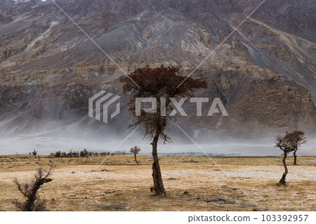a tree in the middle of the desert,Hunder Sand Dunes of Nubra Valley in Leh Ladakh, India, 103392957