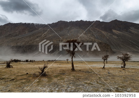 a tree in the middle of the desert,Hunder Sand Dunes of Nubra Valley in Leh Ladakh, India, a tree in the middle of the desert,Hunder Sand Dunes of Nubra Valley in Leh Ladakh, India, 103392958