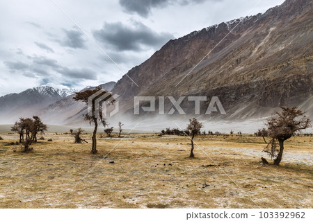 a tree in the middle of the desert,Hunder Sand Dunes of Nubra Valley in Leh Ladakh, India, a tree in the middle of the desert,Hunder Sand Dunes of Nubra Valley in Leh Ladakh, India, 103392962