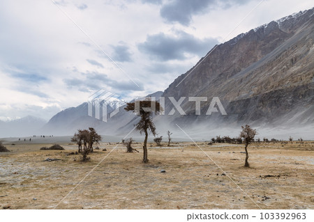 a tree in the middle of the desert,Hunder Sand Dunes of Nubra Valley in Leh Ladakh, India, a tree in the middle of the desert,Hunder Sand Dunes of Nubra Valley in Leh Ladakh, India, 103392963