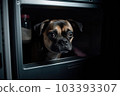 Domestic dog seeks relief from hot summer heat 103393307