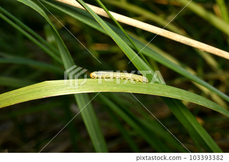 A light-colored caterpillar without hair crawls along a leaf. A light-colored caterpillar without hair crawls along a leaf. 103393382
