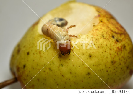 May beetle larva does not eat pear. May beetle larva does not eat pear. 103393384