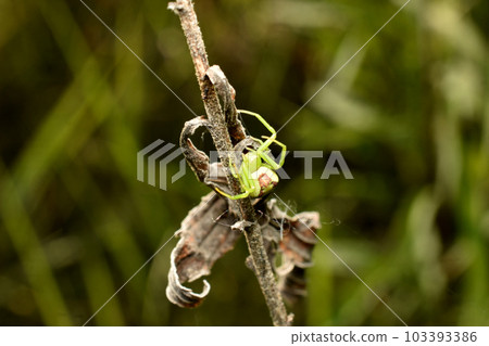 A flower spider sits on a dry flower. 103393386