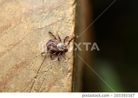 The ixodid tick is a dangerous bloodsucker, a carrier of diseases. 103393387