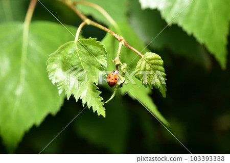 Ladybug with seven dots on its back. 103393388