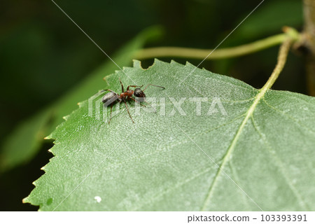 Lonely brown ant on a leaf. 103393391