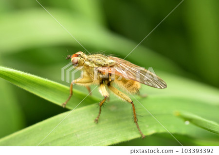 Onion fly in early spring on a plant. 103393392