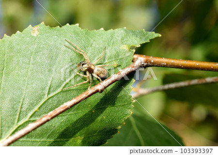 Spider wolf eats an insect on a green leaf. Spider wolf eats an insect on a green leaf. 103393397