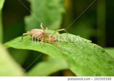 Spider gray wolf went hunting. Spider gray wolf went hunting. 103393398