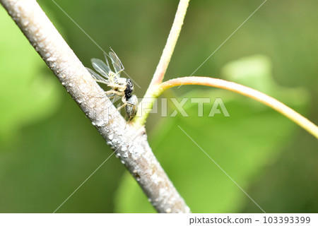 The spider caught an insect with wings. The spider caught an insect with wings. 103393399