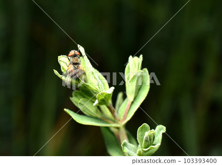 The fly is covered with dew drops. The fly is covered with dew drops. 103393400
