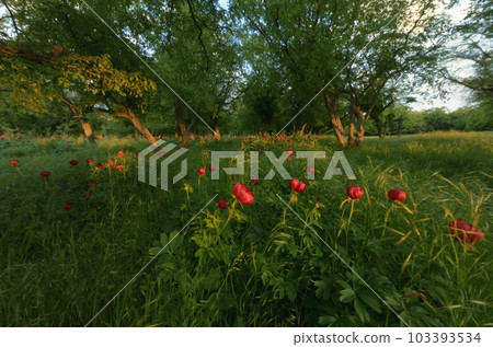 Wild Red Peony Flowers Blossom at Sunset 103393534