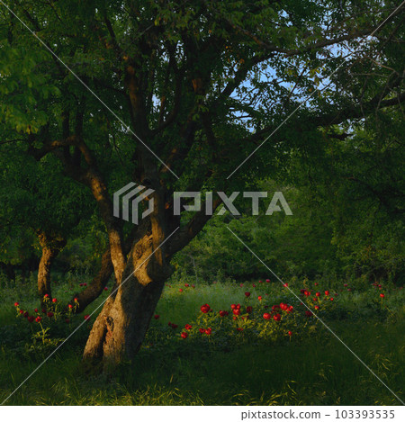 Wild Red Peony Flowers Blossom 103393535