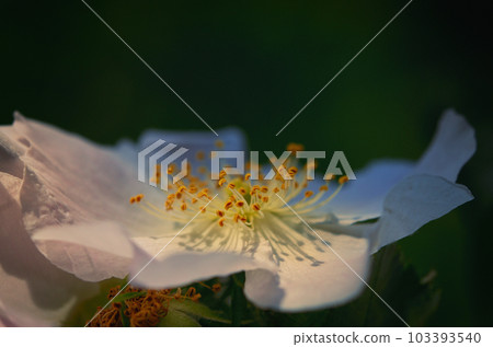 Dog rose (Rosa canina) flower in Morning Forest 103393540