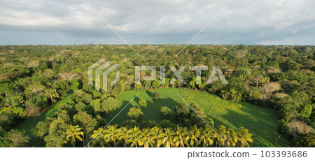 Green tropical forest landscape 103393686