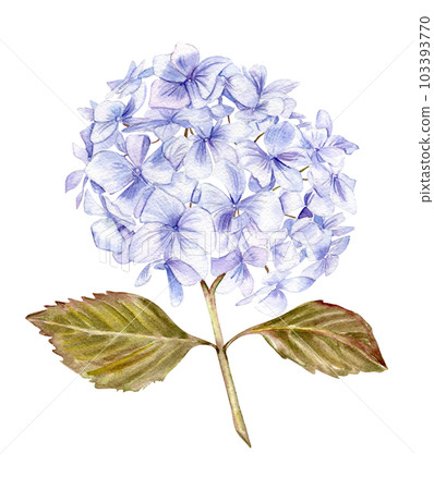 Blue hydrangea flower. For cards, backgrounds. Watercolor illustration for scrapbooking. Perfect for wedding invitation. 103393770
