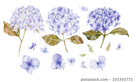 Blue hydrangea flower. For cards, backgrounds. Watercolor illustration for scrapbooking. Perfect for wedding invitation. 103393773
