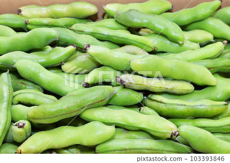 很多蠶豆 收穫的蠶豆 新鮮的蠶豆 背景材料 103393846