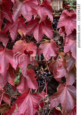 Detail of green and red ivy leaves. 103394187