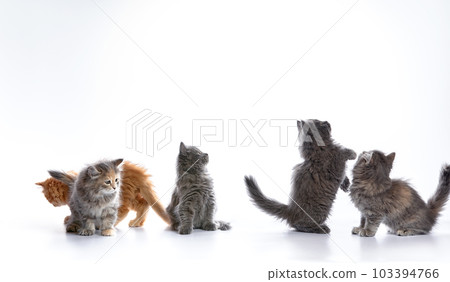 A row of cute cats of different colors on a white background, fluffy kittens play on a white background. 103394766