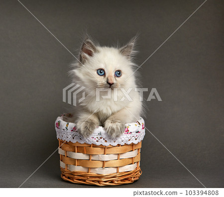 cute white kitten in a basket on a gray background copyspace 103394808