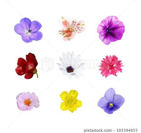 Set of colorful flowers isolated 103394855