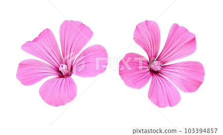 Set of pink flowers of lavatera isolated 103394857