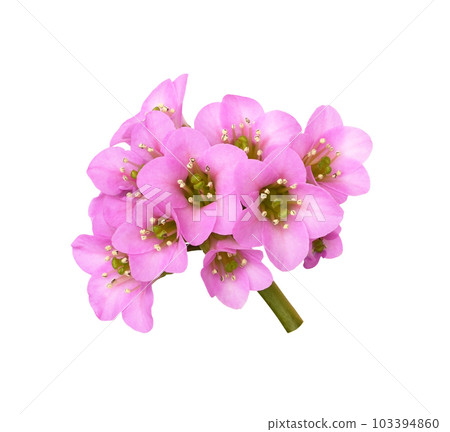 Pink flowers of bergenia crassifolia isolated 103394860