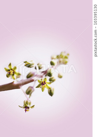 Flowers of silver squill Flowers of silver squill 103395130