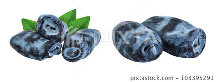 Fresh honeysuckle blue berry isolated on white background with full depth of field 103395291