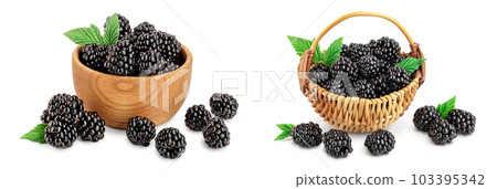 blackberry in bowl with leaf isolated on a white background closeup blackberry in bowl with leaf isolated on a white background closeup 103395342